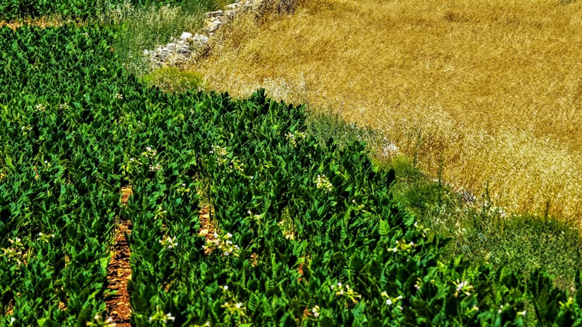 Field agronomists measure a 40 percent drop in water consumption while crop yields remained stable.